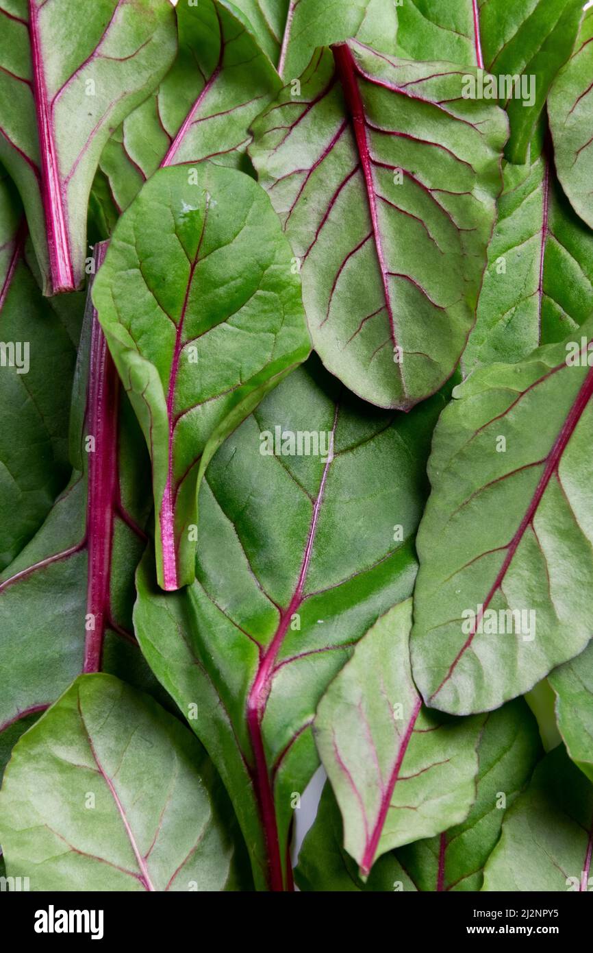 Food background, fresh green baby beetroot leaves Stock Photo Alamy
