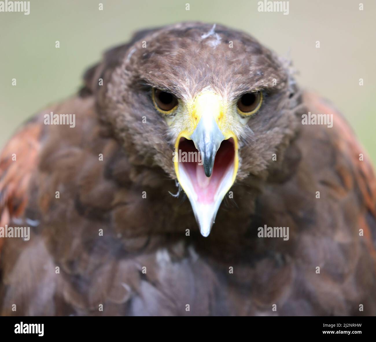 very close up of the bird of prey called Harris hawk with its beak open and eyes fixed on the lens Stock Photo