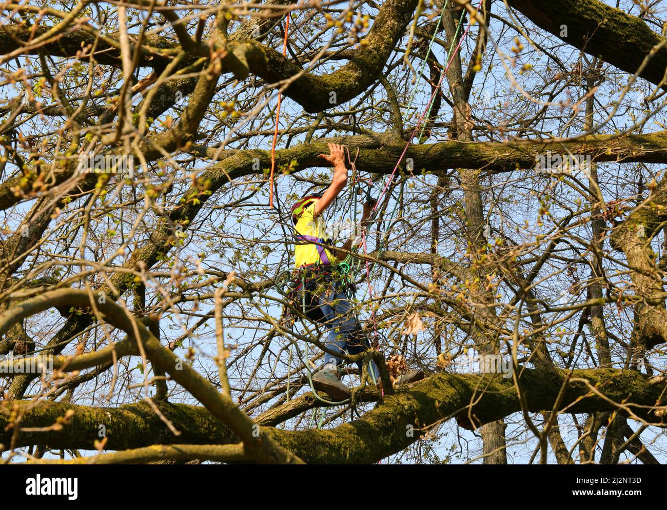 acrobatic gardener with the harness and climbing ropes as he climbs ...
