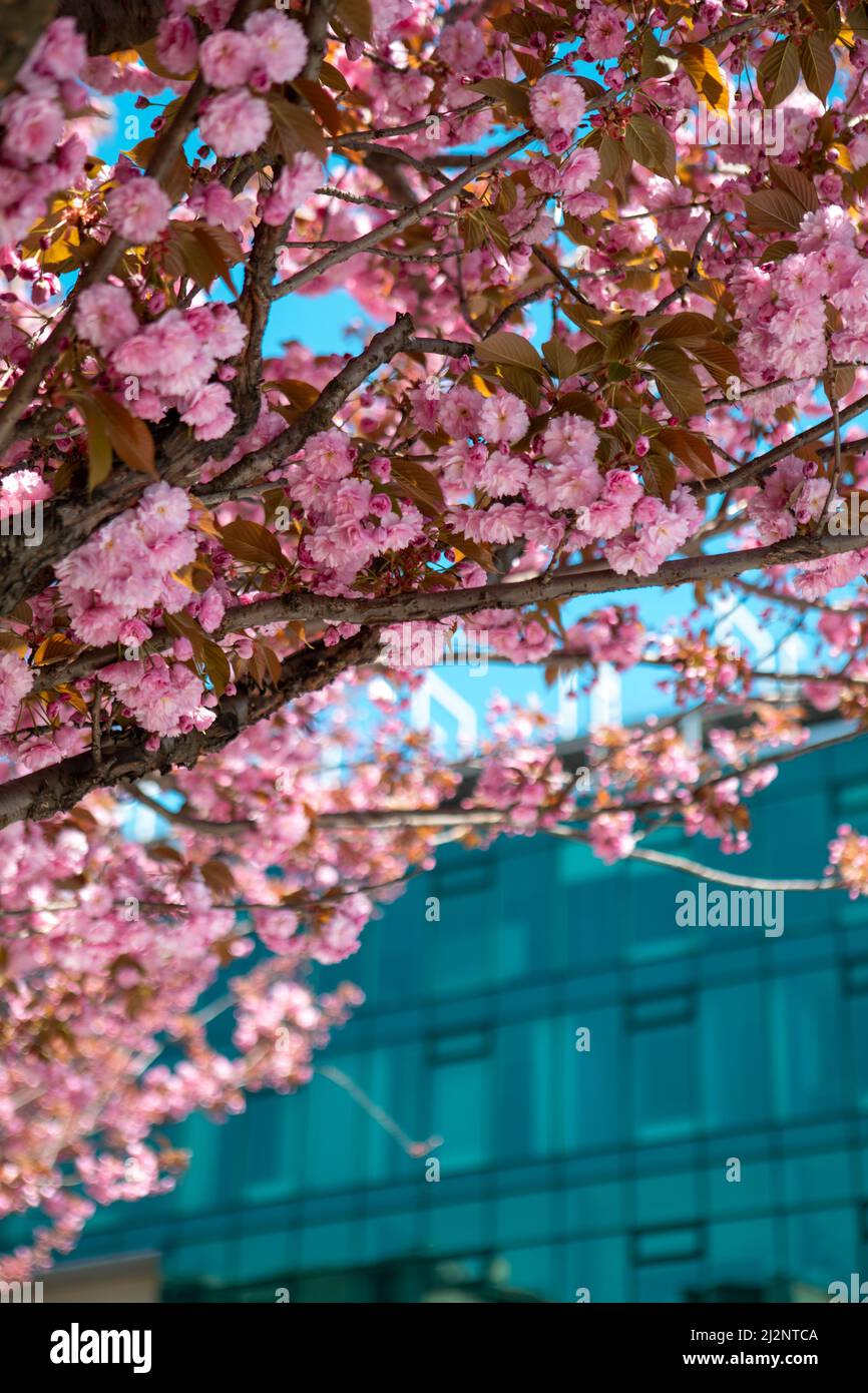 blooming sakura cherry tree close up copy space Stock Photo - Alamy