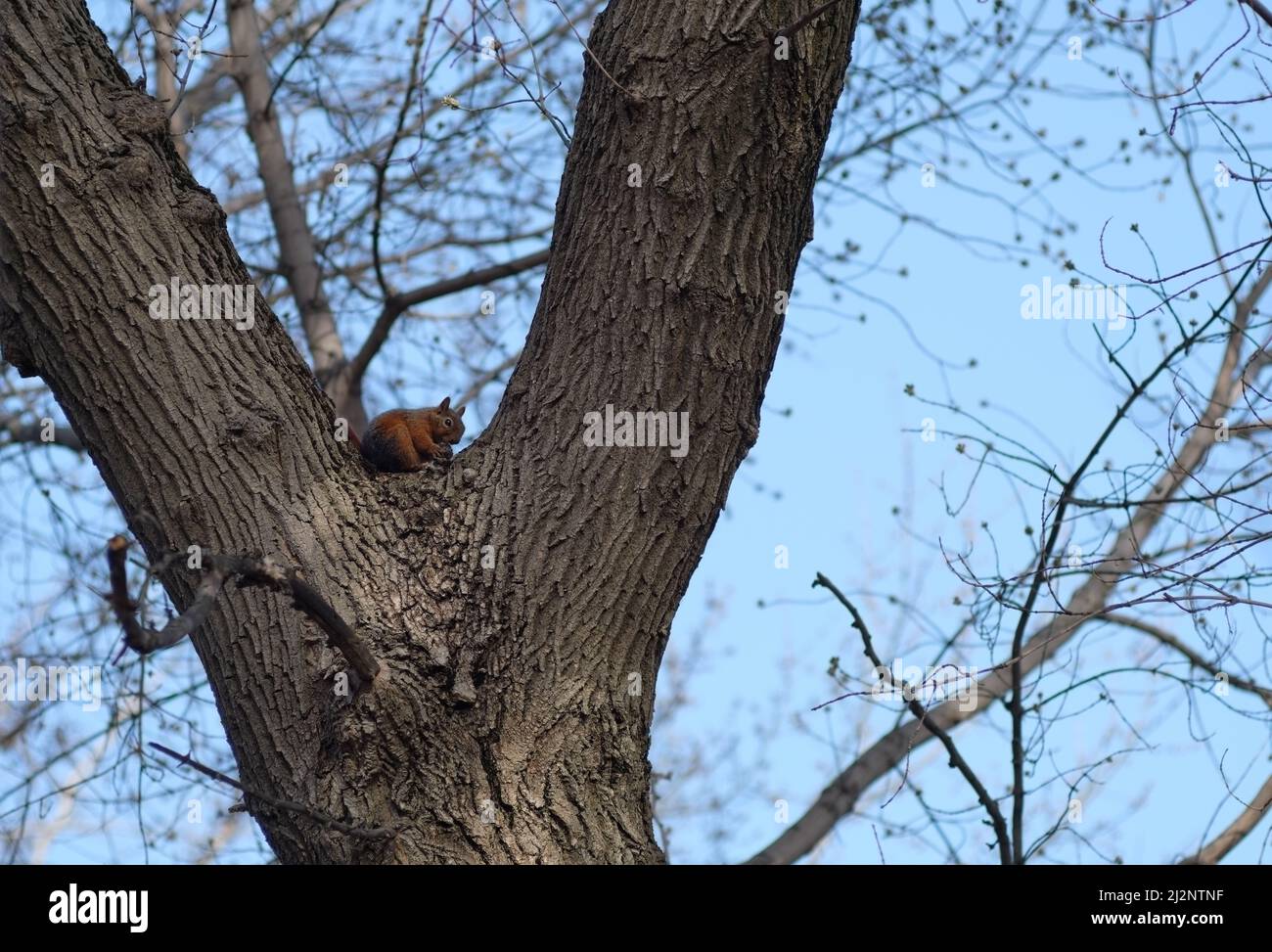 Caucasian squirrel on a poplar tree Stock Photo