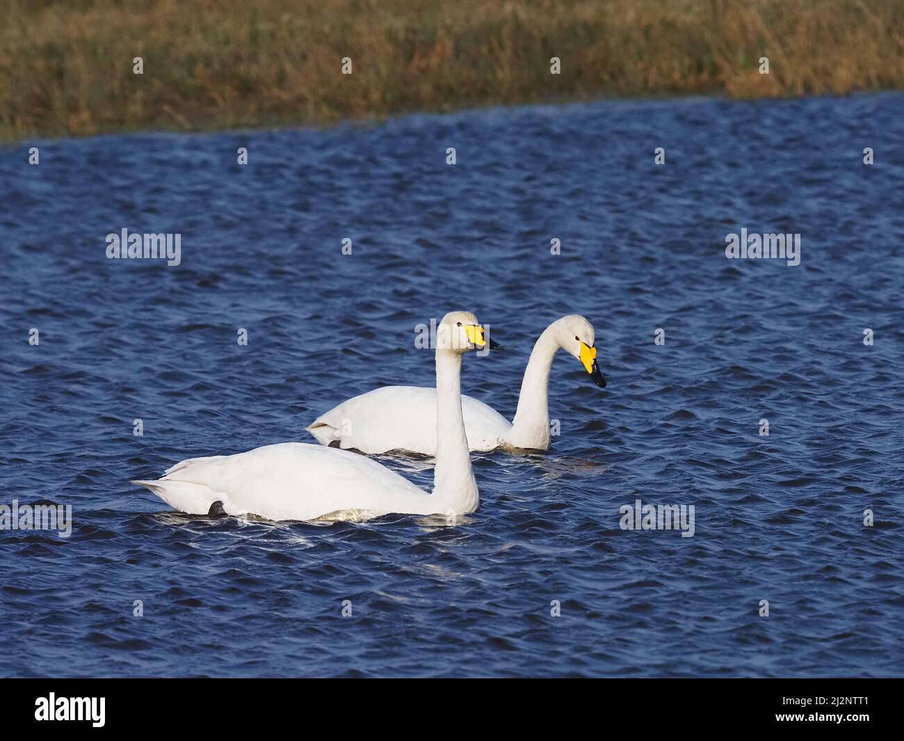 The resident mute swans on the loch decided it was time for the Wintering Whoopers to return home to breed and successfully chased them off the loch. Stock Photo