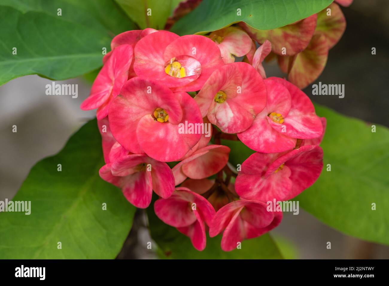 Blooming red Euphorbia Milii or Crown of Thorns. Bali, Indonesia. Stock Photo