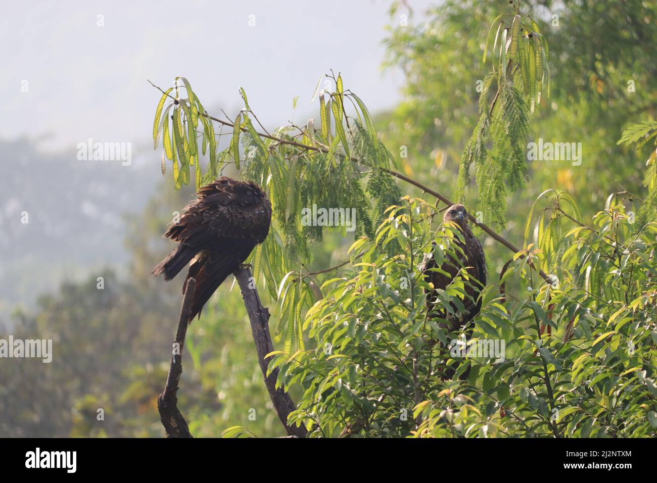 An Indian Black Kite cleaning the wing feathers, perched on a dry tree