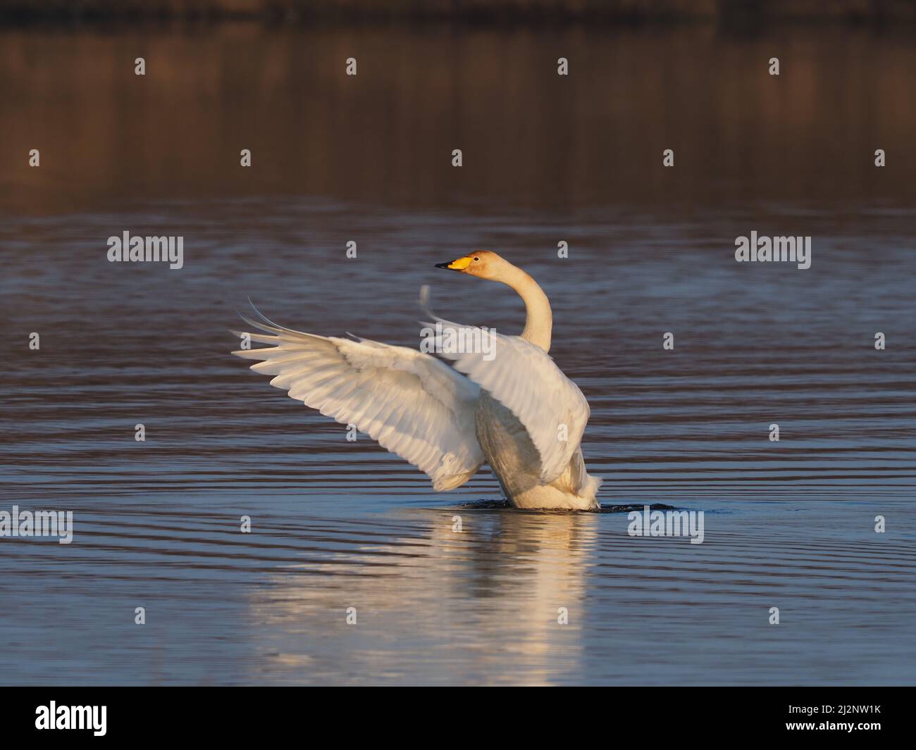 The resident mute swans on the loch decided it was time for the Wintering Whoopers to return home to breed and successfully chased them off the loch. Stock Photo