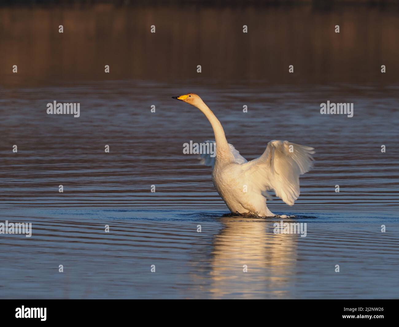 The resident mute swans on the loch decided it was time for the Wintering Whoopers to return home to breed and successfully chased them off the loch. Stock Photo