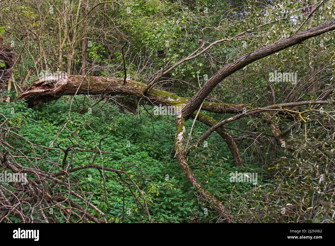 Sweeped Tree Old windswept tree in the forest thicket above the ravine Stock Photo ...