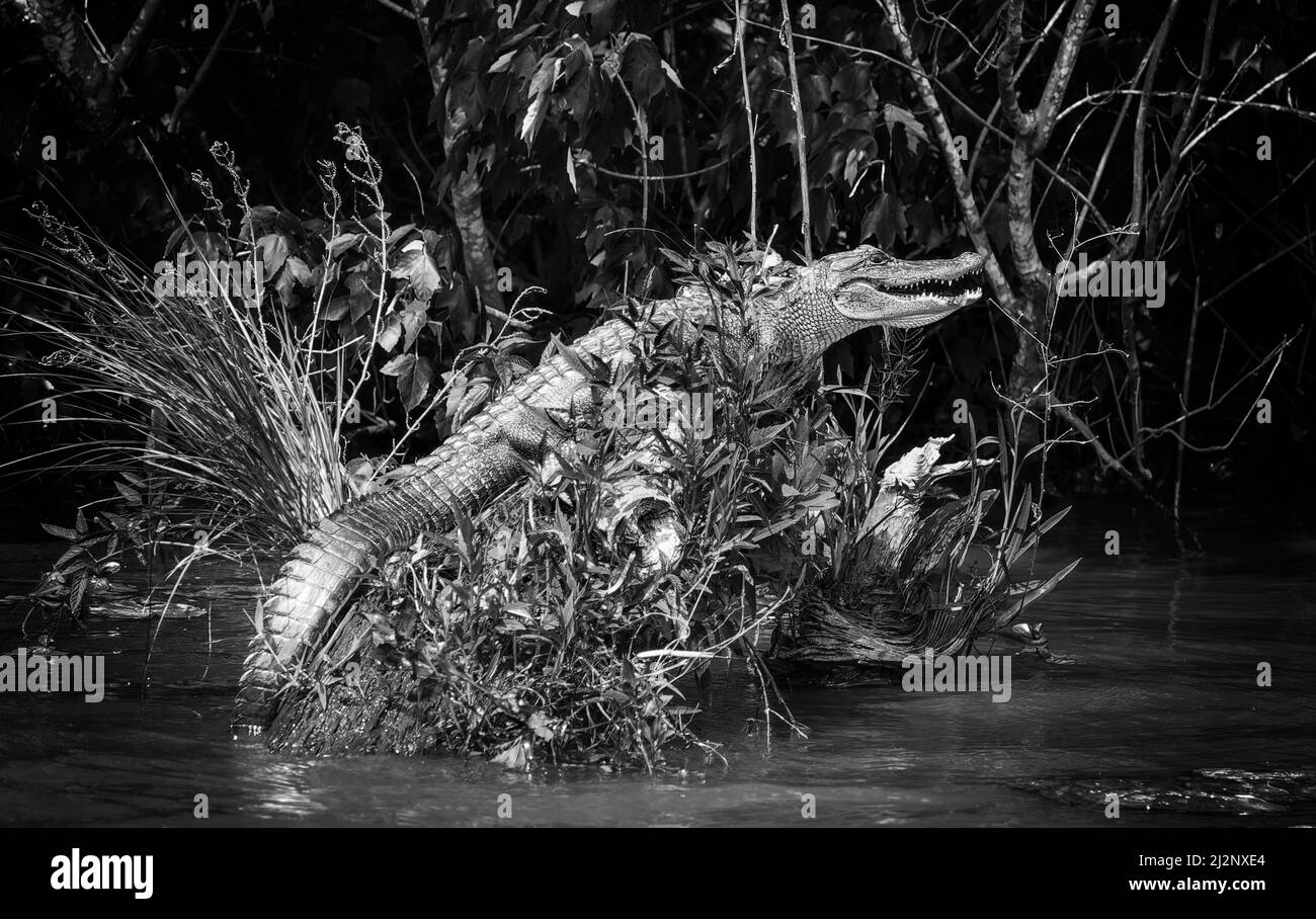 Alligator on a rock in Honey Swamp, Slidell, Lousiana Stock Photo