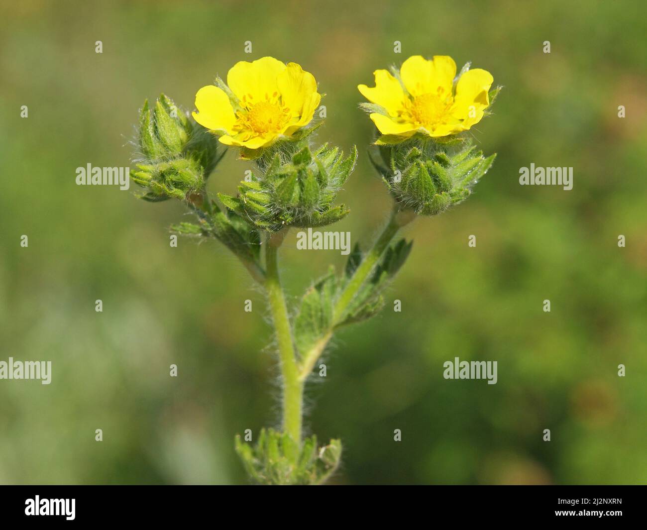 Yellow flower of wild Sulphur cinquefoil. Potentilla recta Stock Photo