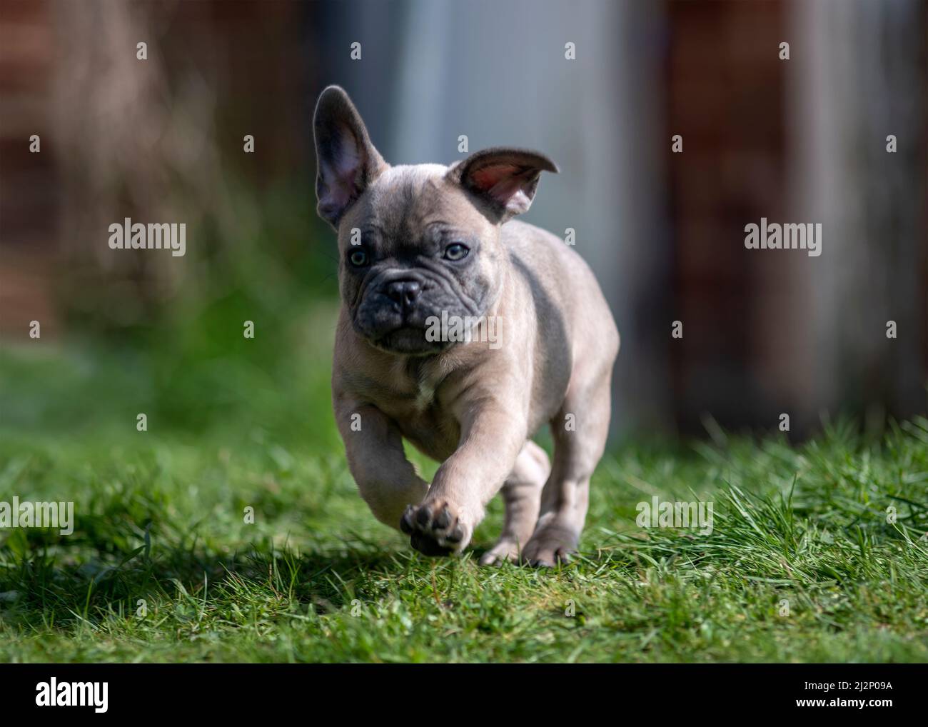 French bulldog puppy exploring the garden playing outside on a summers day walking on grass blurred background, Stock Photo