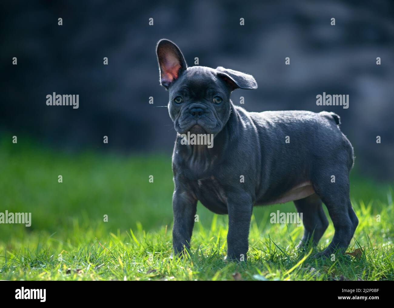 Blue french bulldog puppy still with one floppy ear down   enjoying the Sun outside in the garden on a summers day, stood on grass with plain blurred Stock Photo