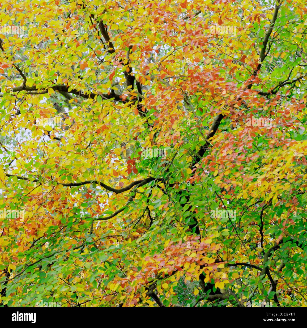 Beech tree canopy with beautiful leaves of copper bronze, yellow and gold in Autumn deciduous woodland on Cannock Chase Stock Photo