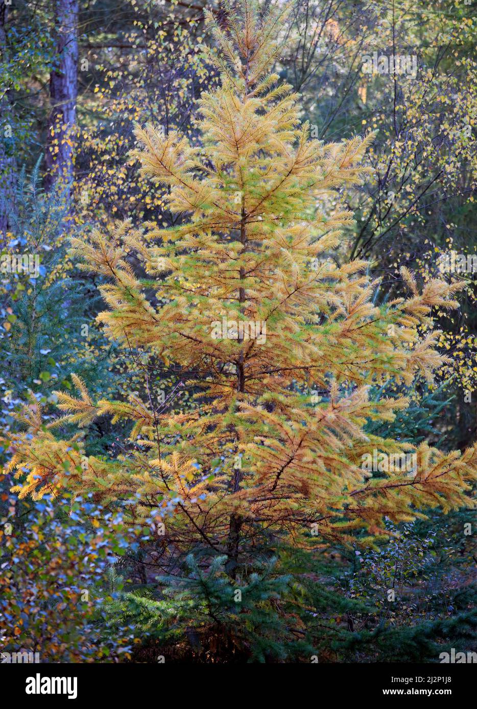 Close up of Larch tree, a deciduous conifer in the forest of Cannock Chase. Latin name is Larix occidentalis displays stunning golden foliage Autumn Stock Photo