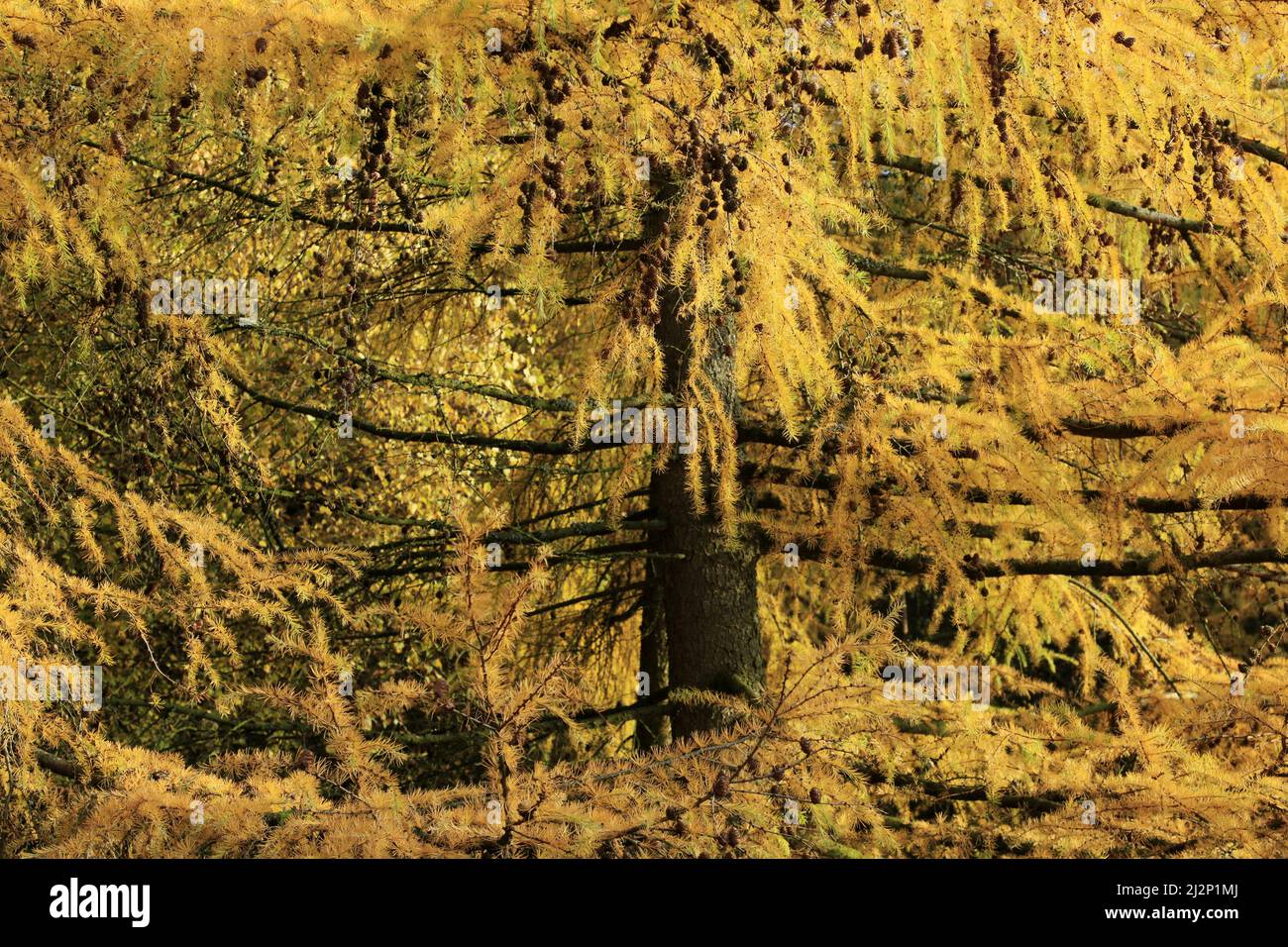 Close up of Larch tree, a deciduous conifer in the forest of Cannock Chase. Latin name is Larix occidentalis displays stunning golden foliage Autumn Stock Photo