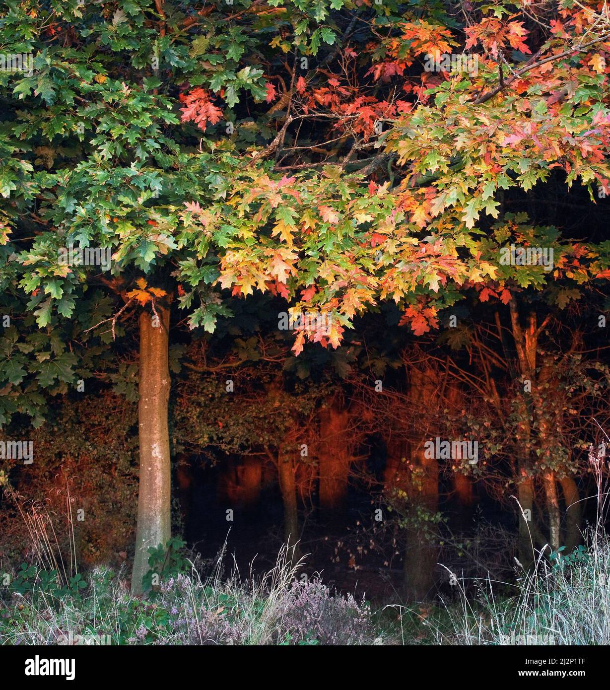 Autumnal foliage early autumn on Cannock Chase Area of Outstanding Natural Beauty Staffordshire Stock Photo
