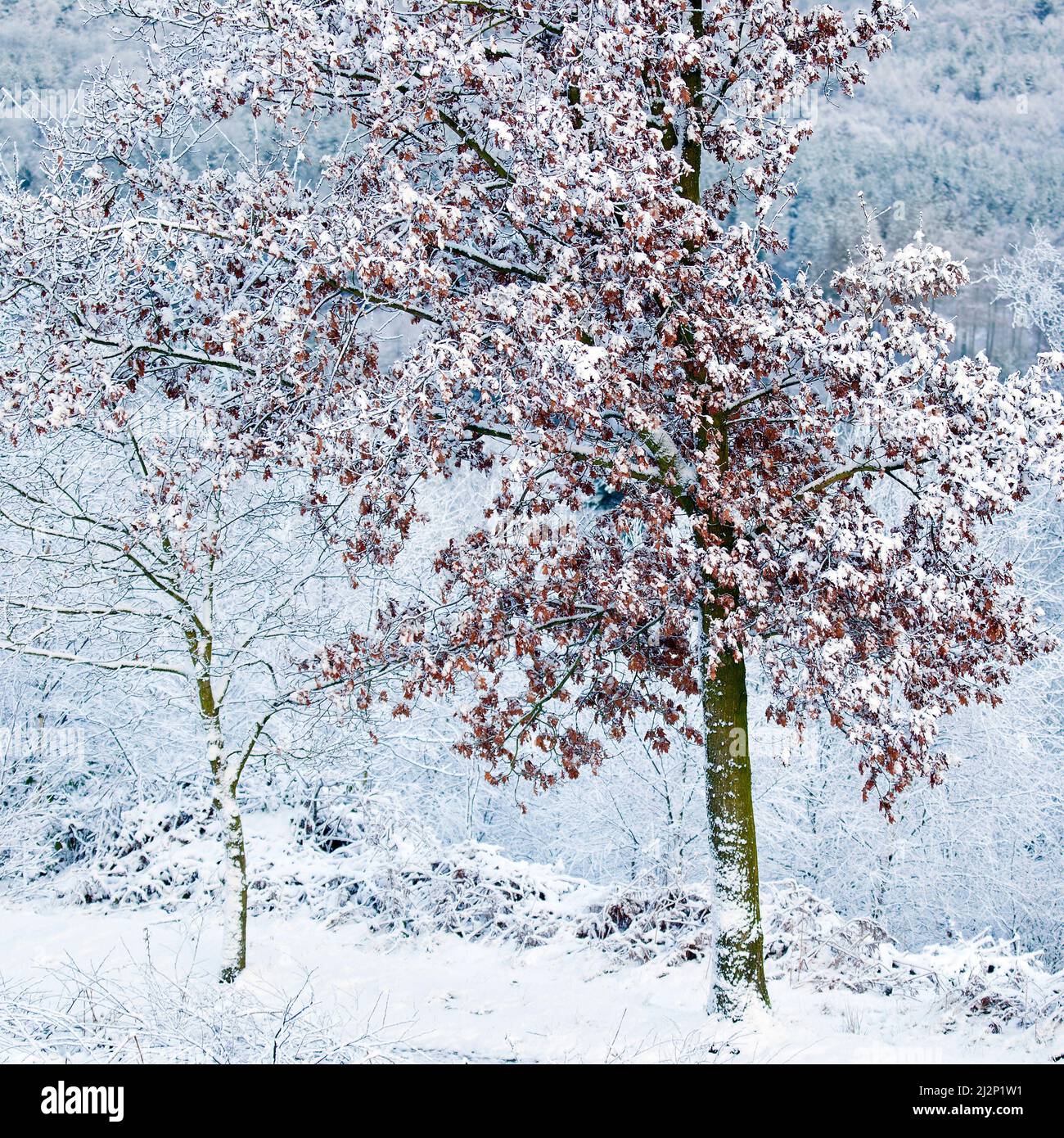 Young Oak tree still hanging on to its leaves in winter with snow and frost on Cannock Chase AONB Area of Outstanding Natural Beauty Stock Photo