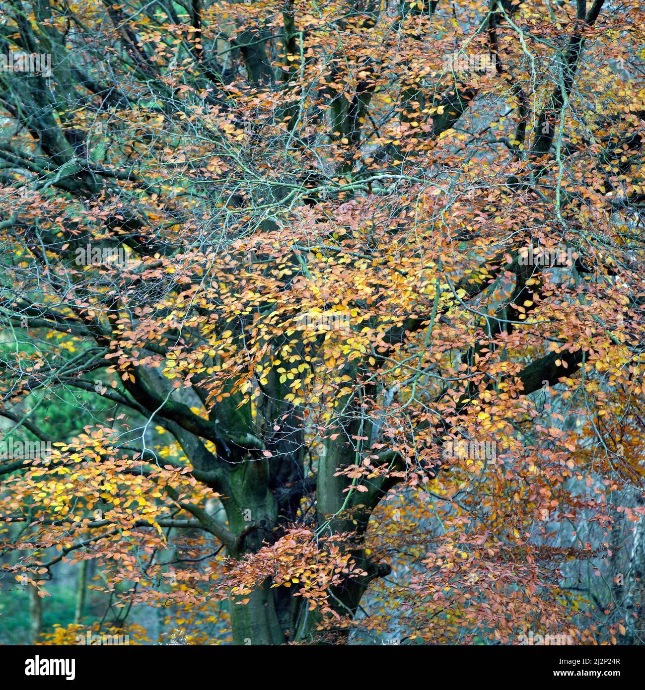 Mature Beech tree on Cannock Chase an Area of Outstanding Natural Beauty Staffordshire England Stock Photo