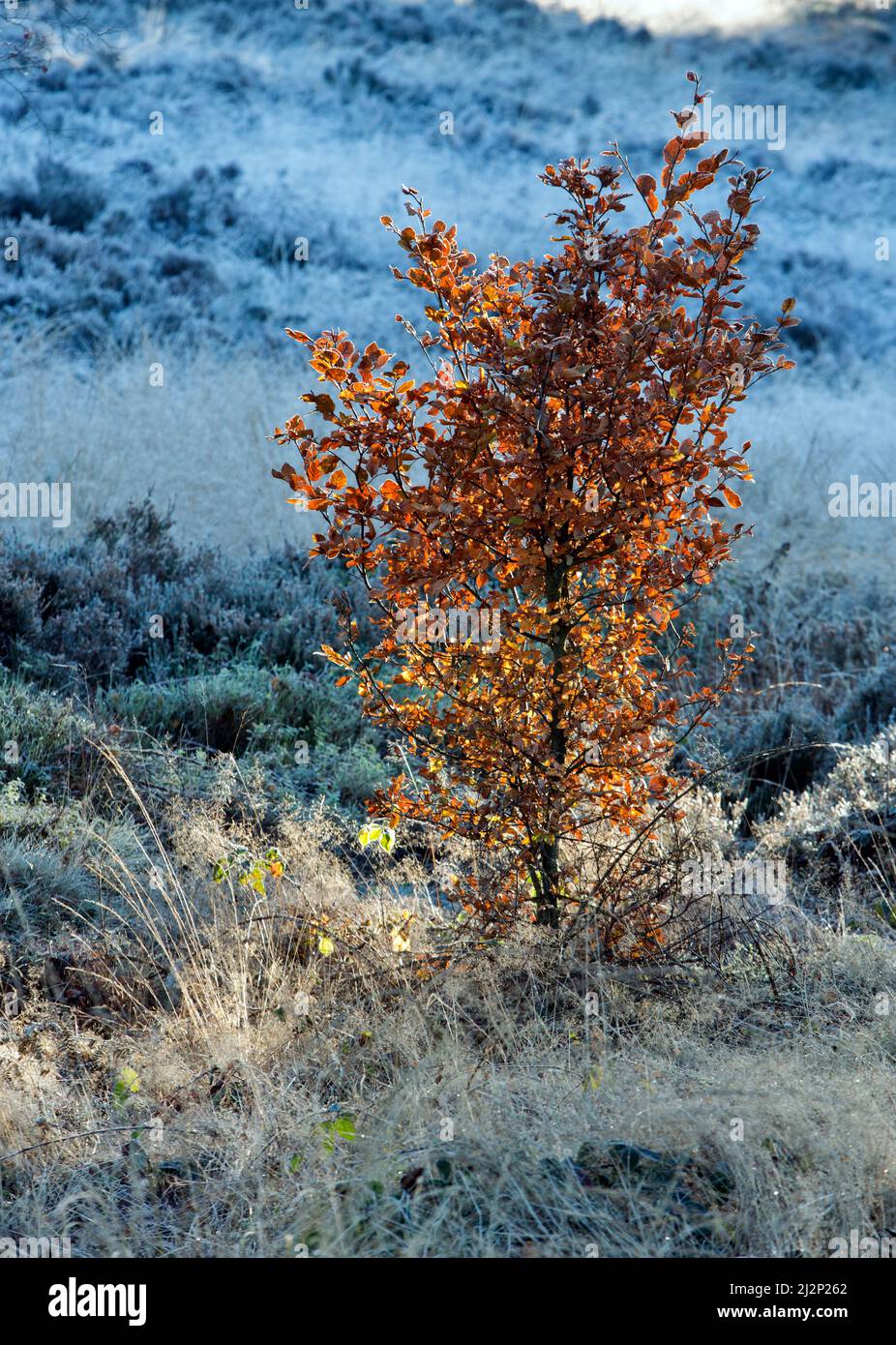 Beech sapling on heathland Cannock Chase an Area of Outstanding Natural Beauty Staffordshire England Stock Photo