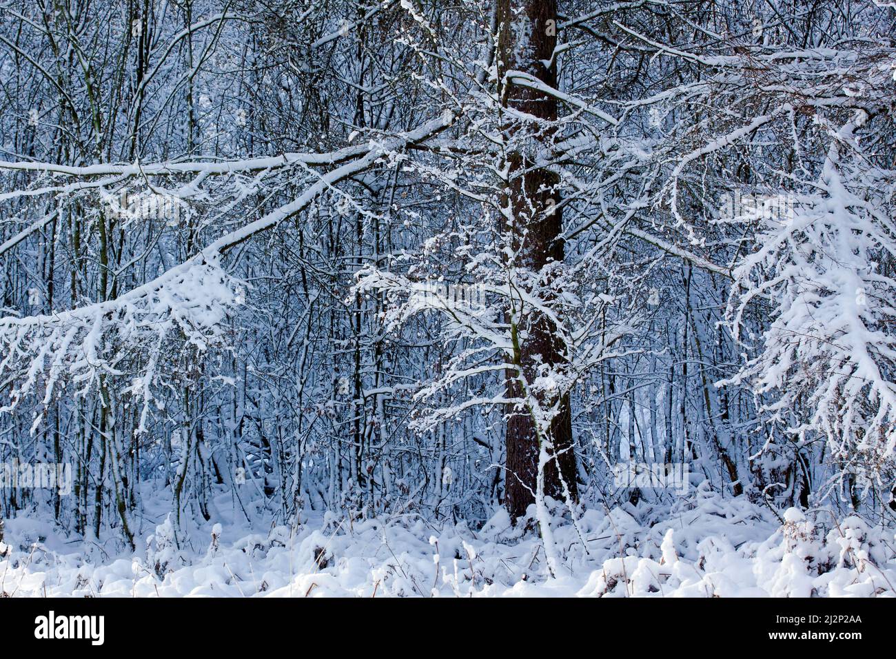 Snow covered branches of a Larch tree on edges of woodland thicket in winter Cannock Chase AONB. Stock Photo