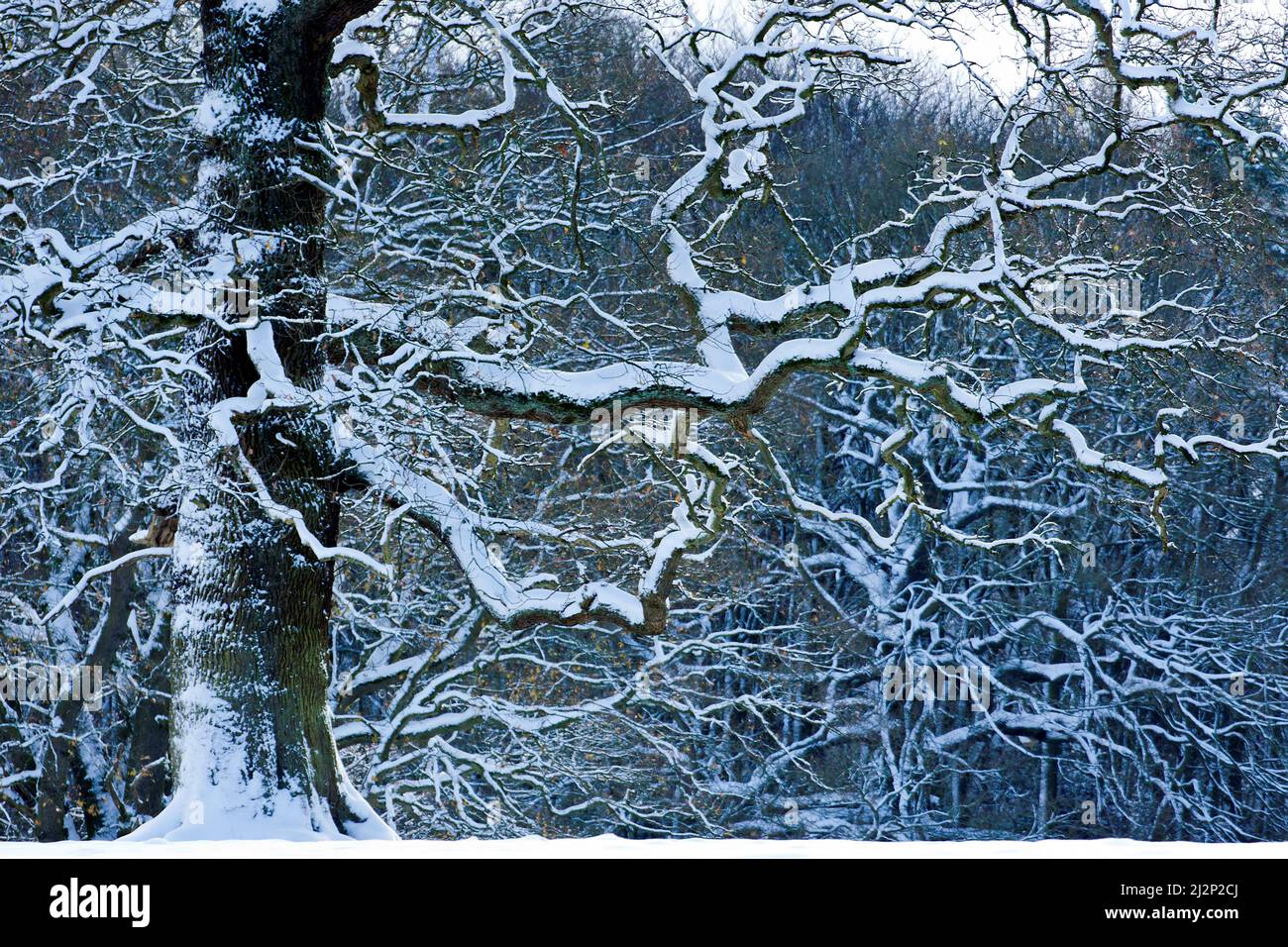 Graphic shape of a mature spreading Oak tree with snow covered twisted branches in winter on Cannock Chase AONB. Stock Photo