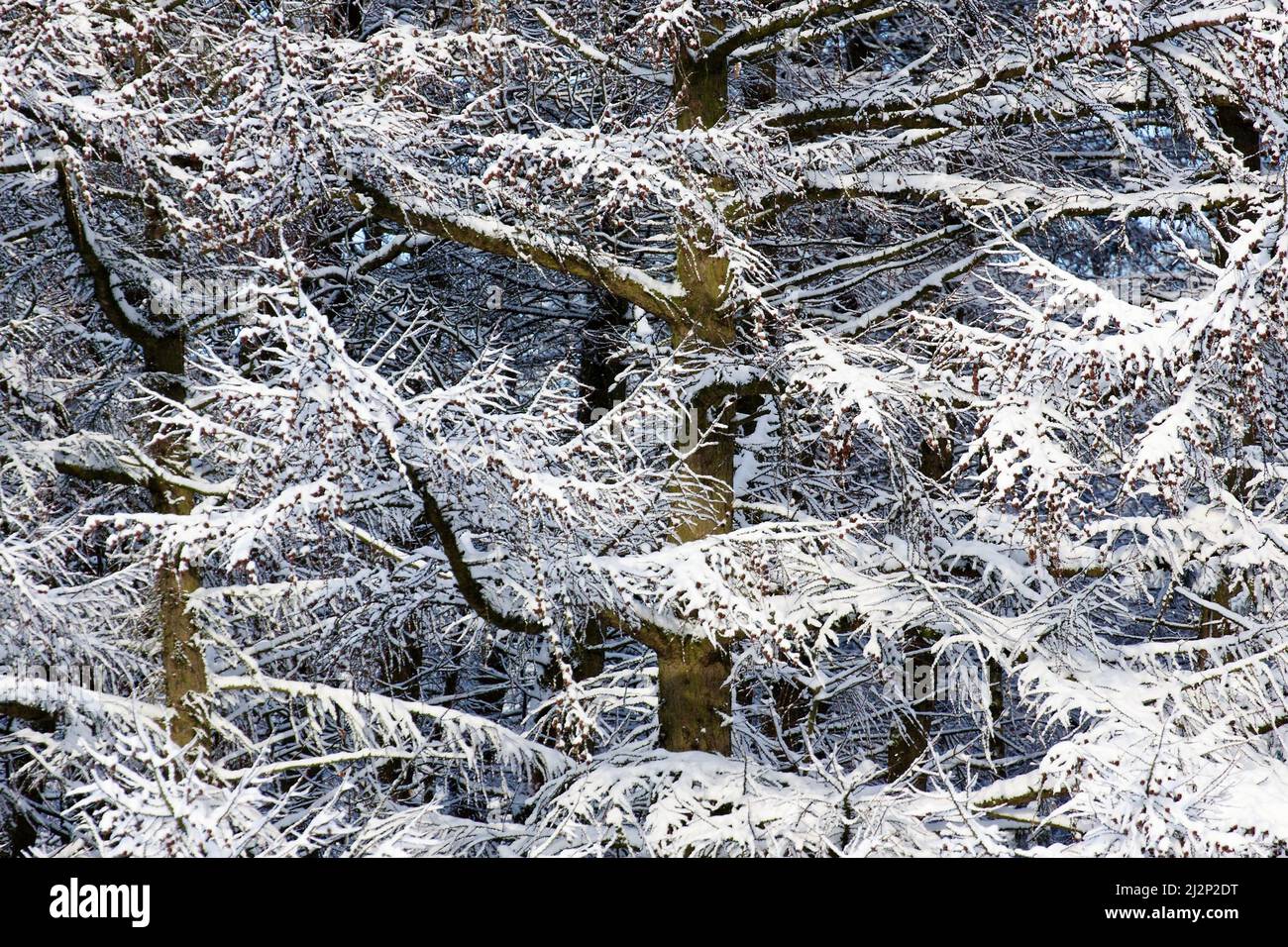Snow covered branches of a Larch tree on edges of woodland thicket in winter Cannock Chase AONB. Stock Photo