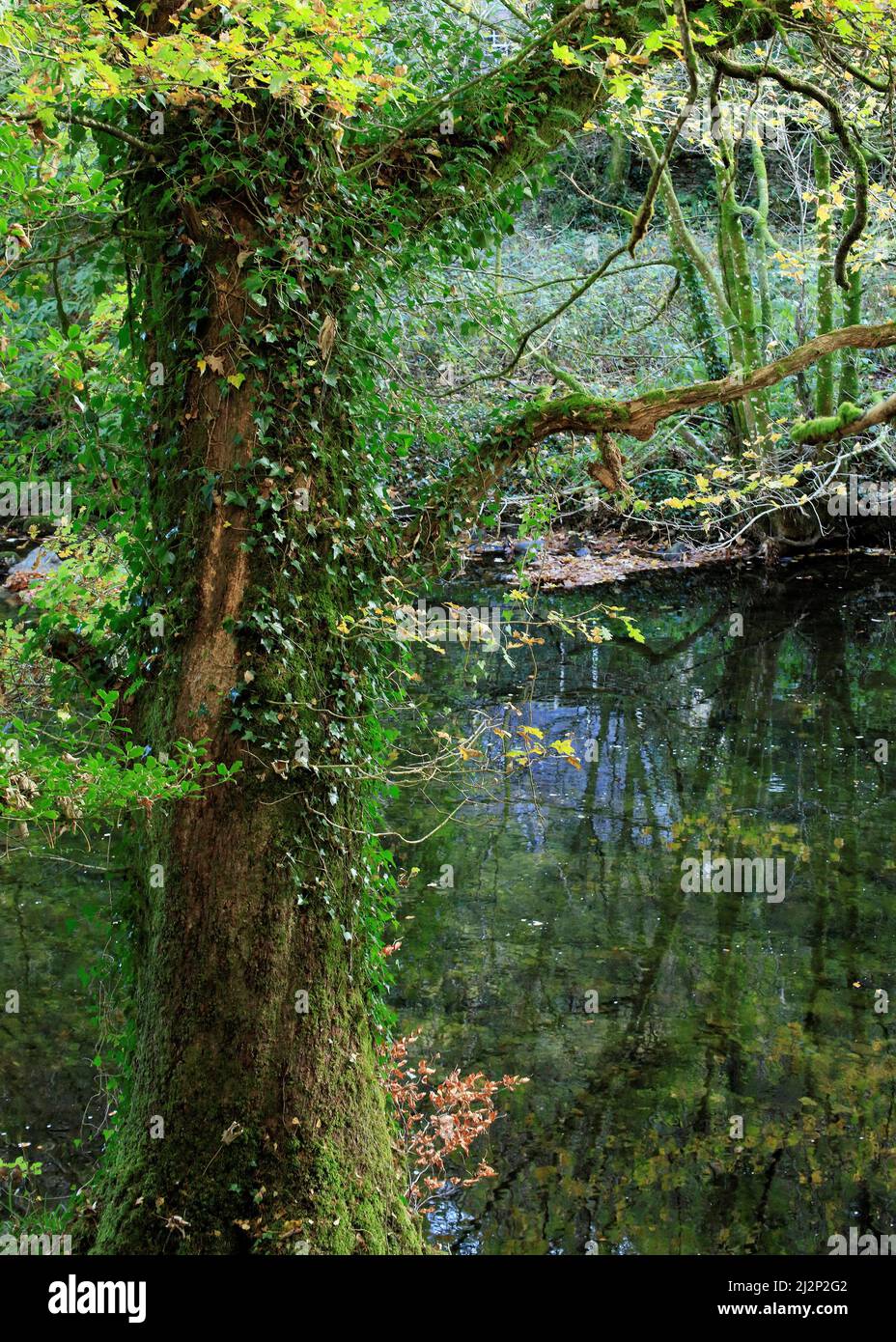 Deciduous and mixed woodland containing includes many ivy clad Beech trees running alongside the Afon Llugwy in the beautiful forests and woodlands Stock Photo