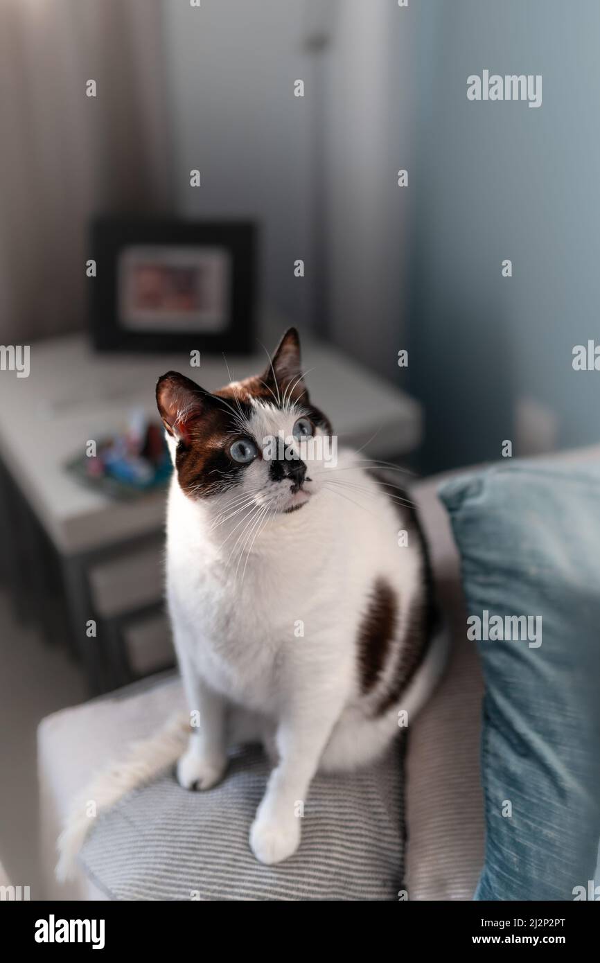 black and white cat with blue eyes sitting on a gray sofa. vertical