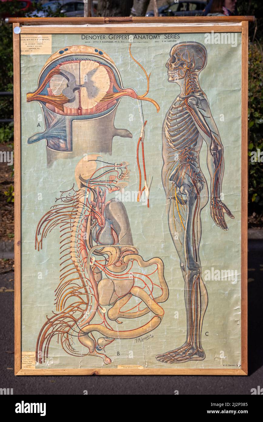 Vintage human anatomy poster on sale at Frome Sunday Market in Frome, Somerset, UK on 3 April 2022 Stock Photo