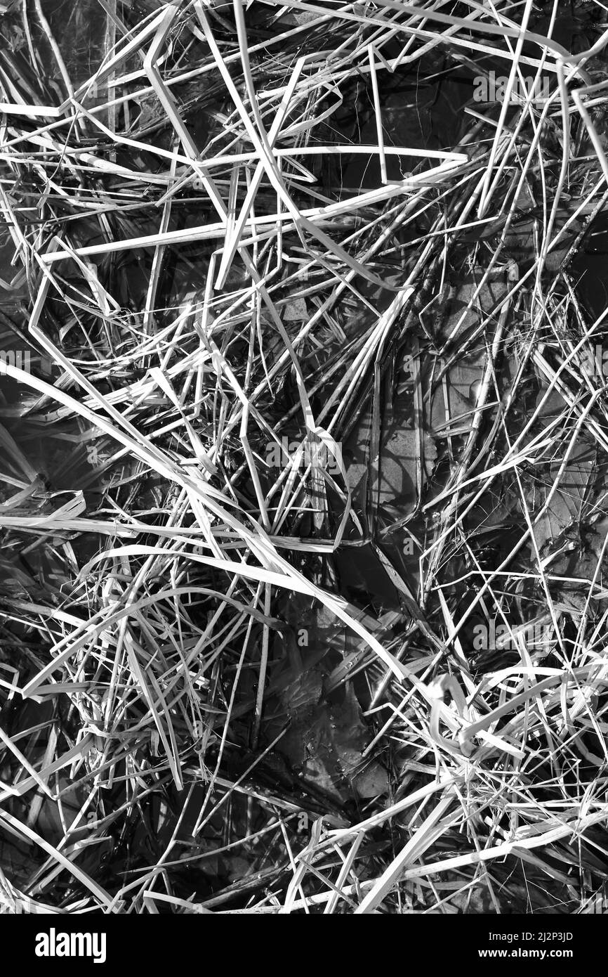 Wild reeds soaking in shallow water on a cold winter's day in black and