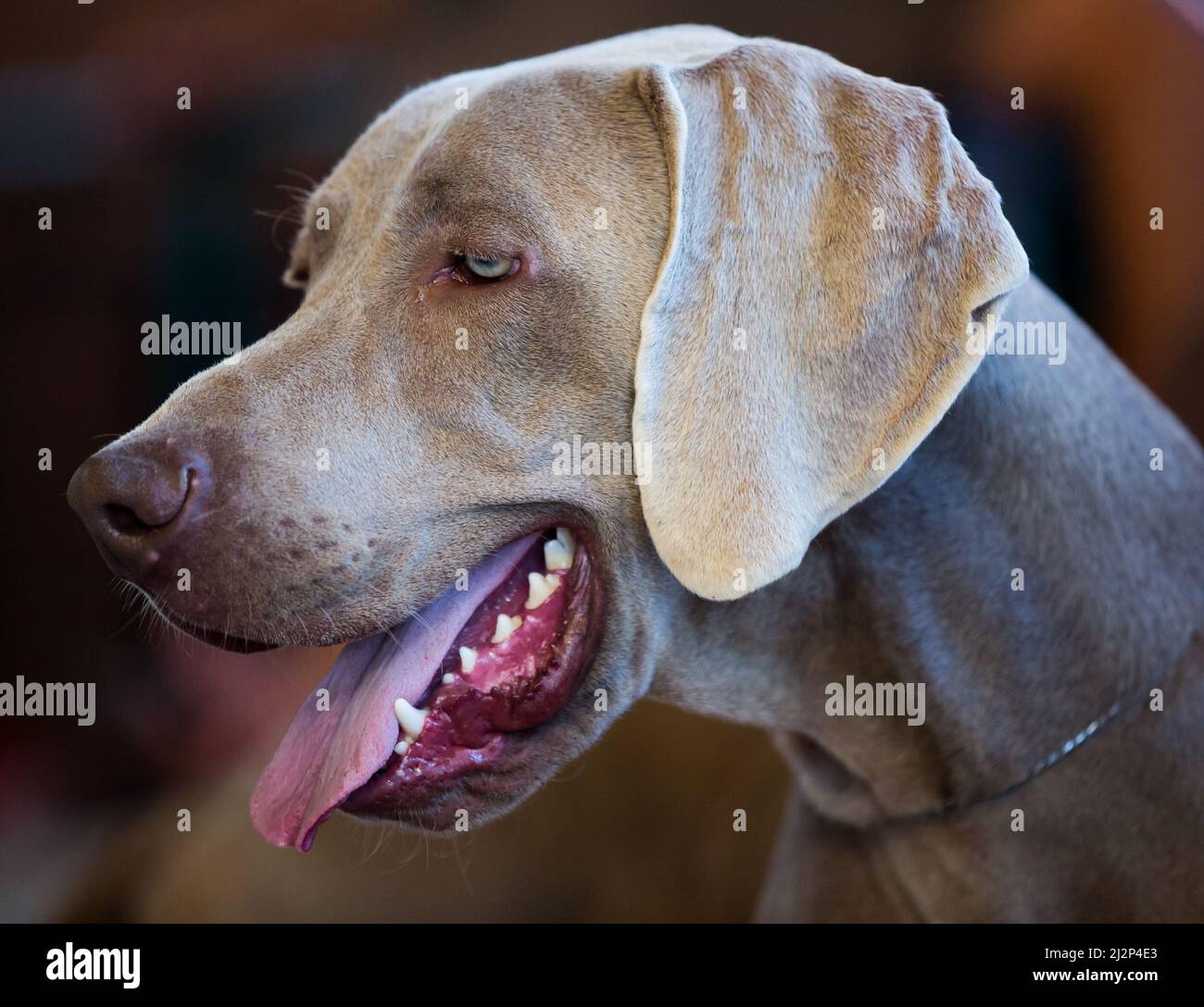 English toy terrier hi-res stock photography and images - Alamy