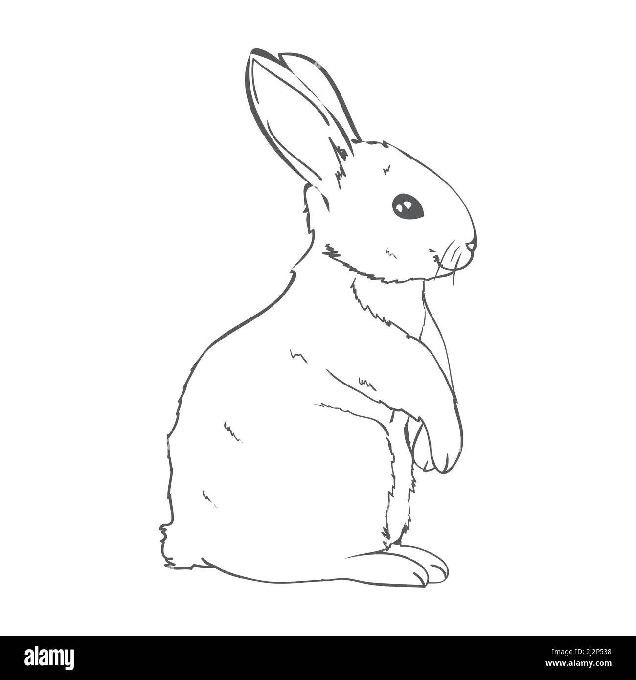 sketch of a cute rabbit black and white, hand-drawn on a white ...