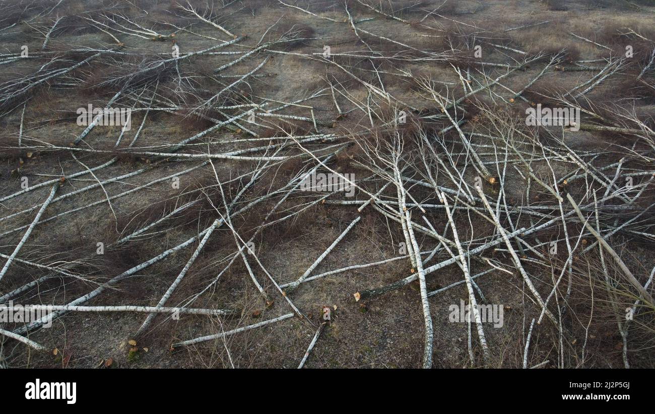 Deforested area drone top view. Forestry exploitation concept Stock Photo