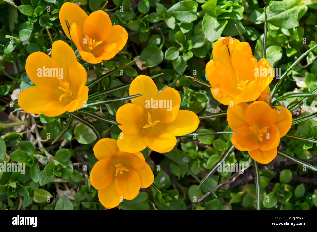 Beautiful spring yellow crocus  in the garden, Sofia, Bulgaria Stock Photo