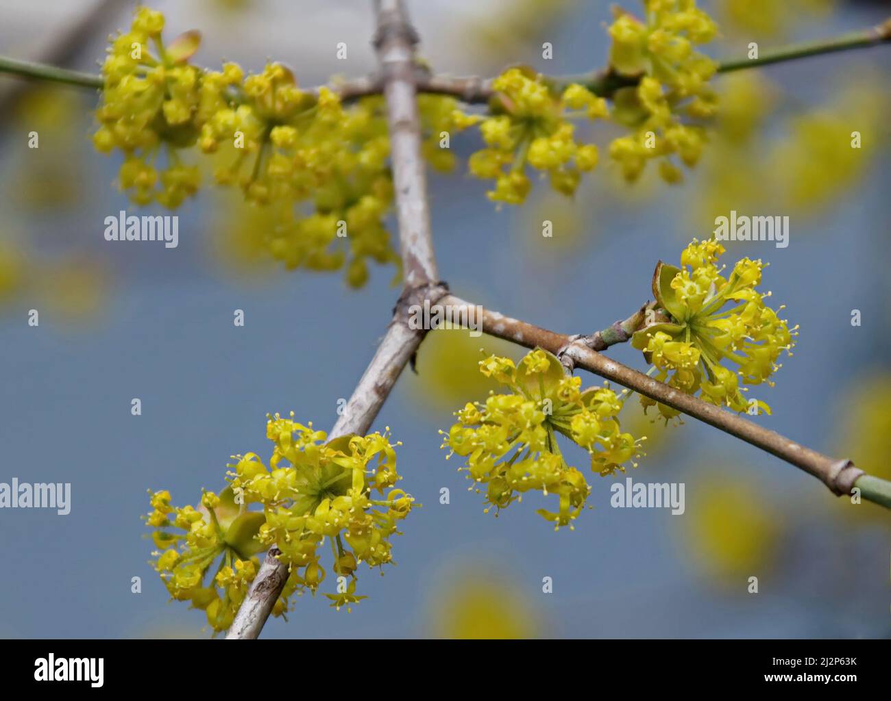 Blossoming of dogwoods , cornus mas, cornelian cherry or european cornel, Sofia, Bulgaria Stock Photo
