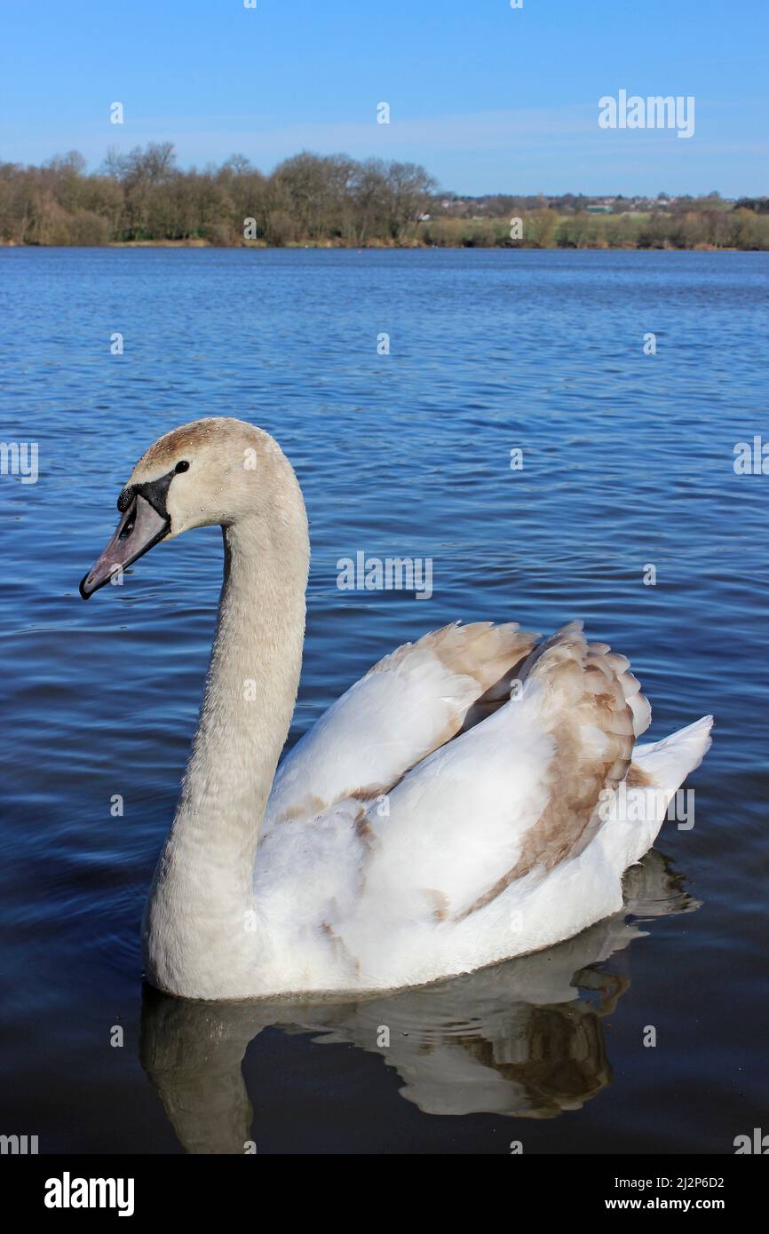 1st Winter Mute Swan - Cygnus olor Stock Photo
