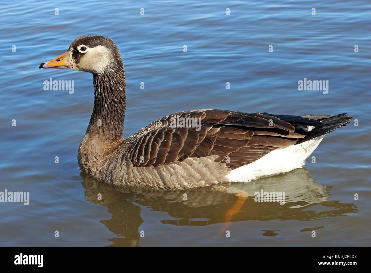 Canada x Greylag Goose hybrid Stock Photo