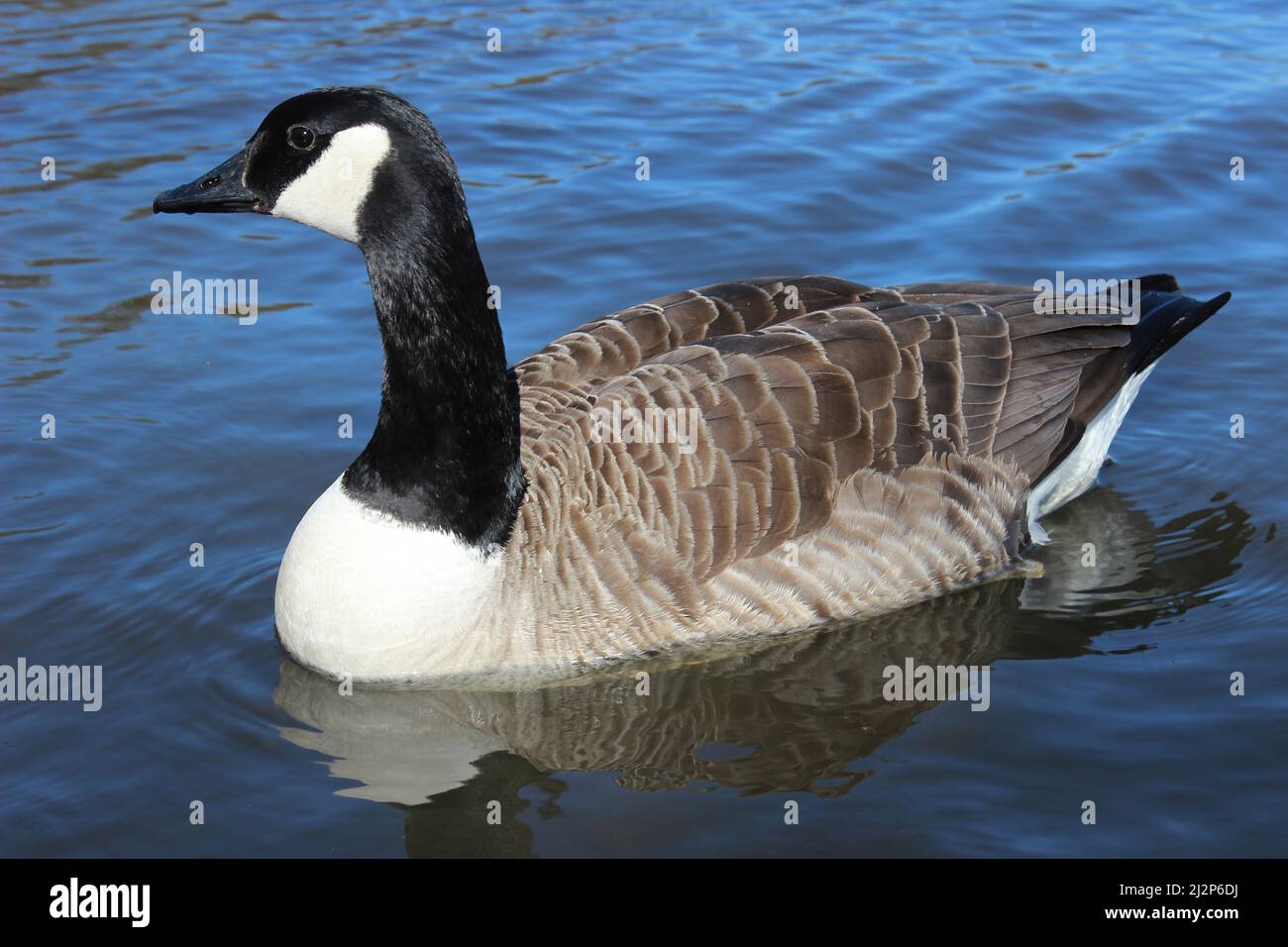 Canada Goose (Branta canadensis) Stock Photo