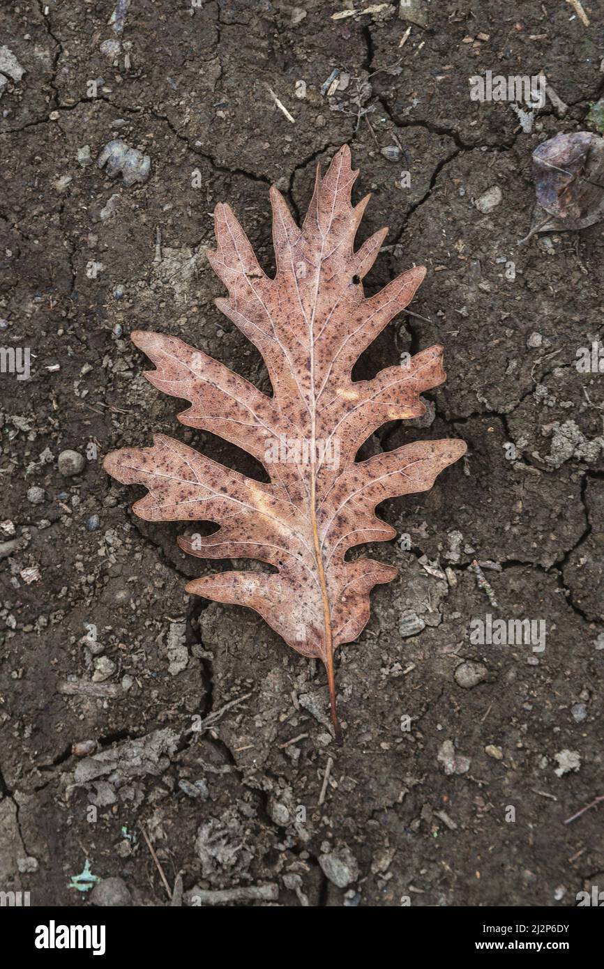 Dry oak leaf on the ground Stock Photo