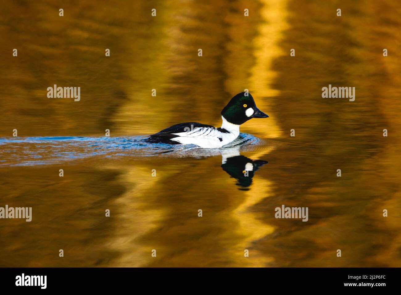 A goldeneye duck on a lake Stock Photo