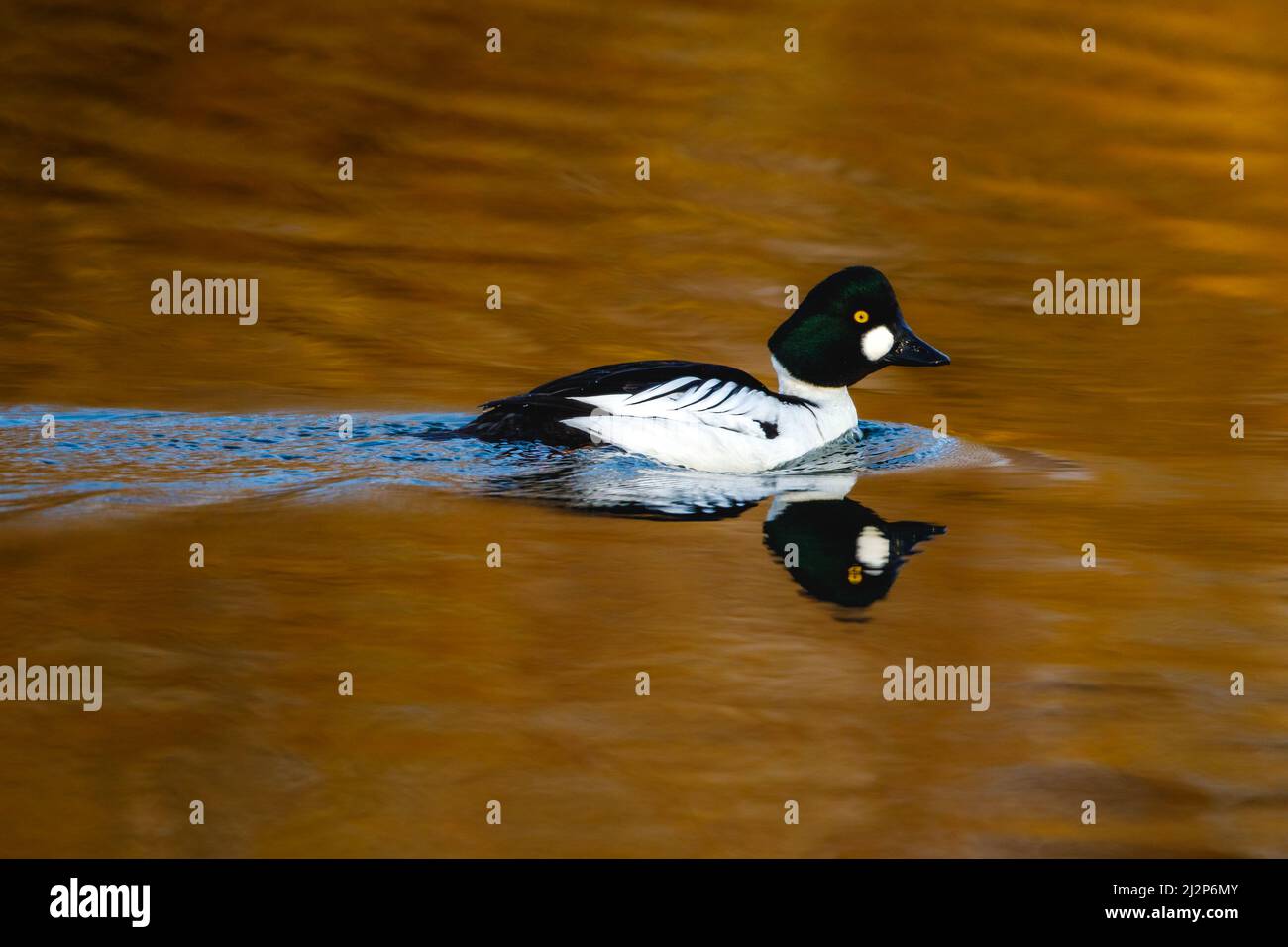 A goldeneye duck on a lake Stock Photo