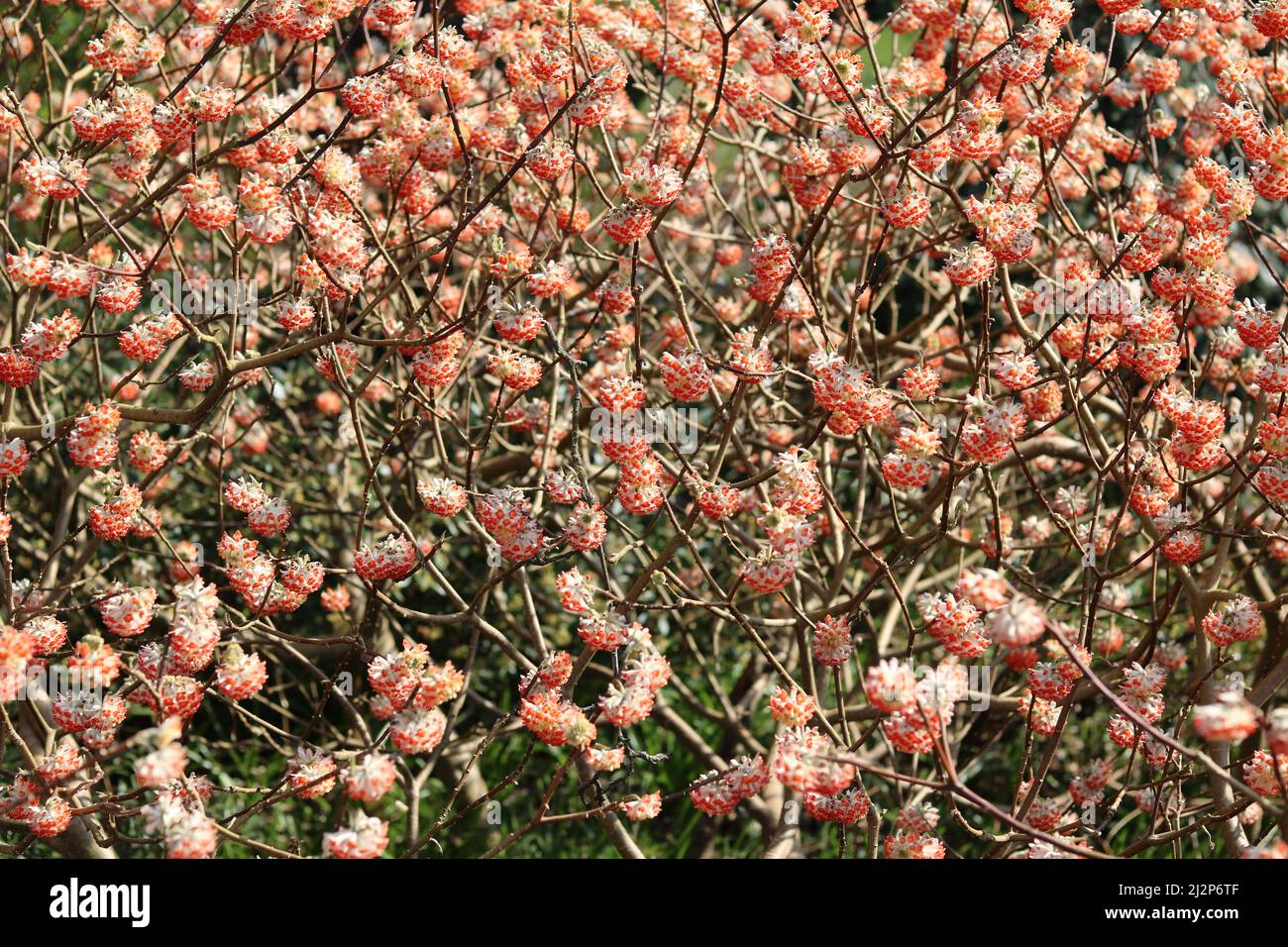 Full frame image of orange edgeworthia shrub in full bloom in spring time Stock Photo