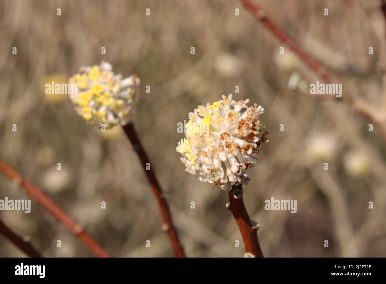 Close up of yellow edgeworthia shrub in full bloom in spring time Stock Photo