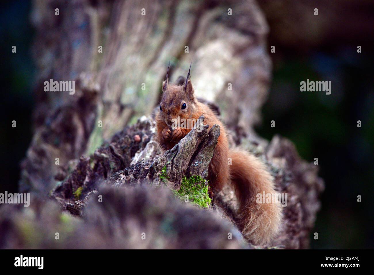 Red squirrel or Sciurus Stock Photo