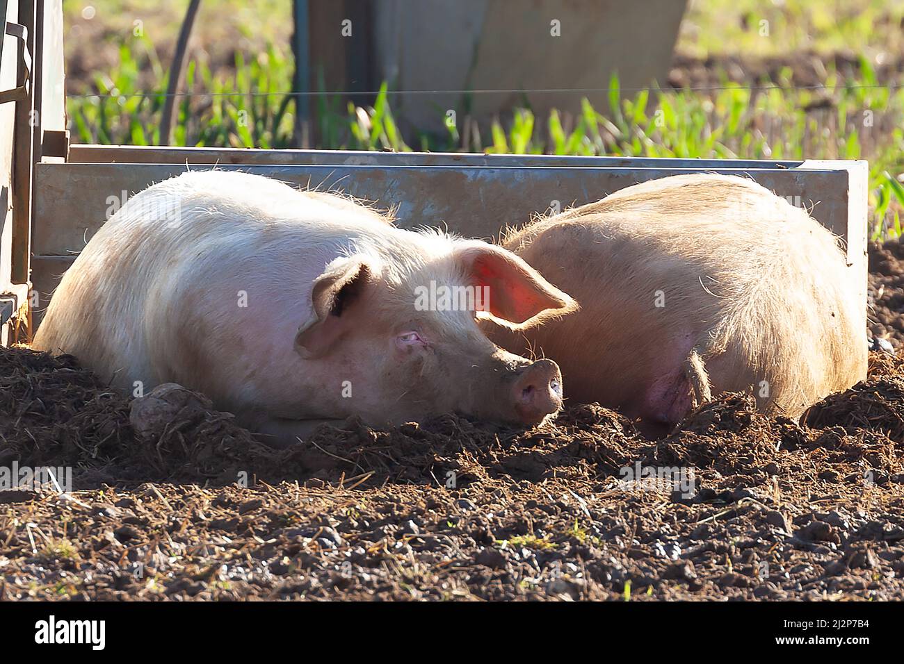 Happy pig laying in muck looking at the camera smiling. British landrace breed for farm animal outdoors Stock Photo
