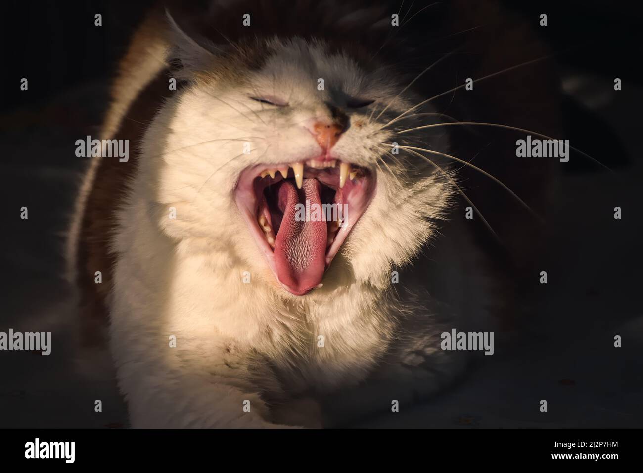 Portrait concept of a domestic animal. Zoom in on the cat's mouth with