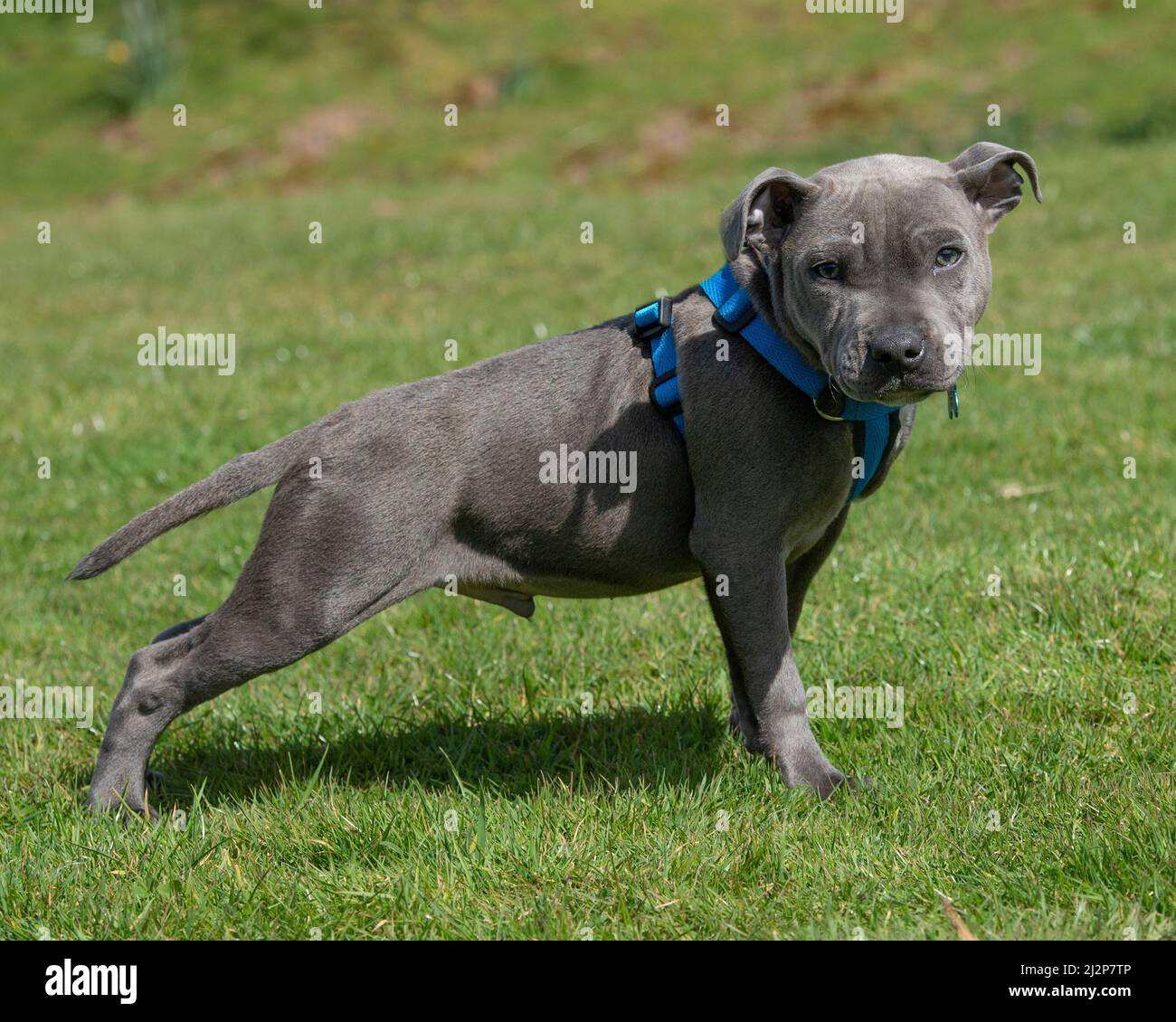 Staffordshire Bull terrier Puppy Stock Photo