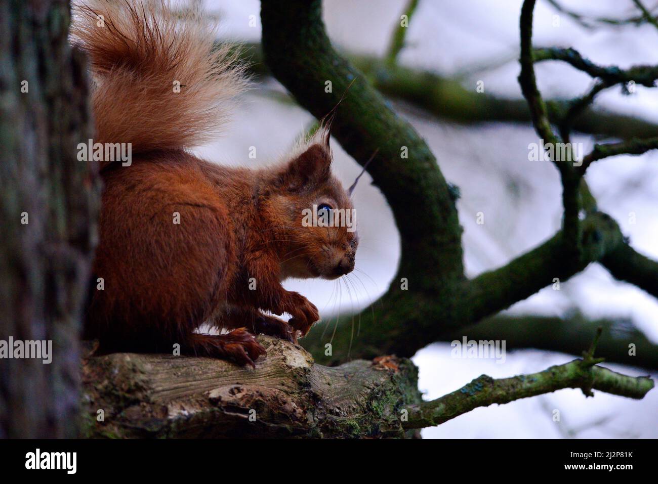 Red squirrel or Sciurus Stock Photo