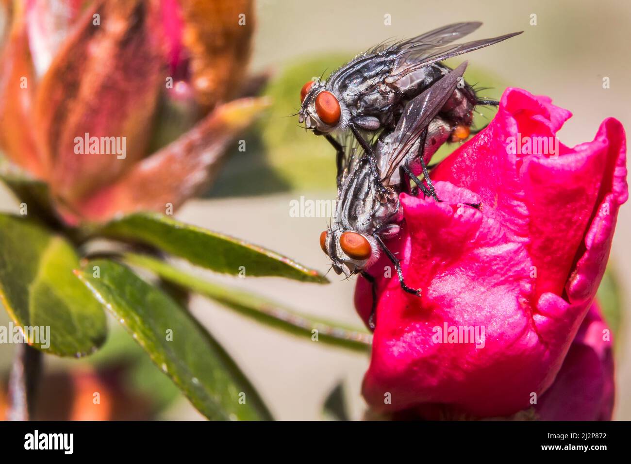 two flies mating on pink flowers in the garden Stock Photo Alamy