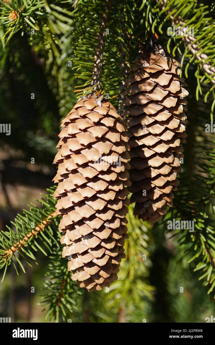 Close up of two pine cones on the tree Stock Photo