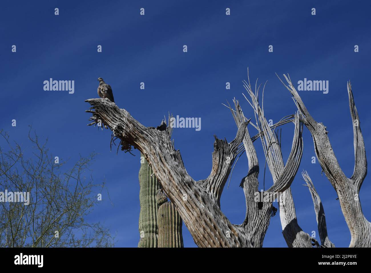 Arizona Desert cactus Stock Photo - Alamy